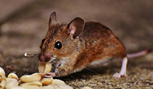 24 Hour & Emergency Exterminators in Piney Creek, NC